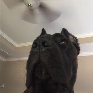 Meet your Posher, Susan